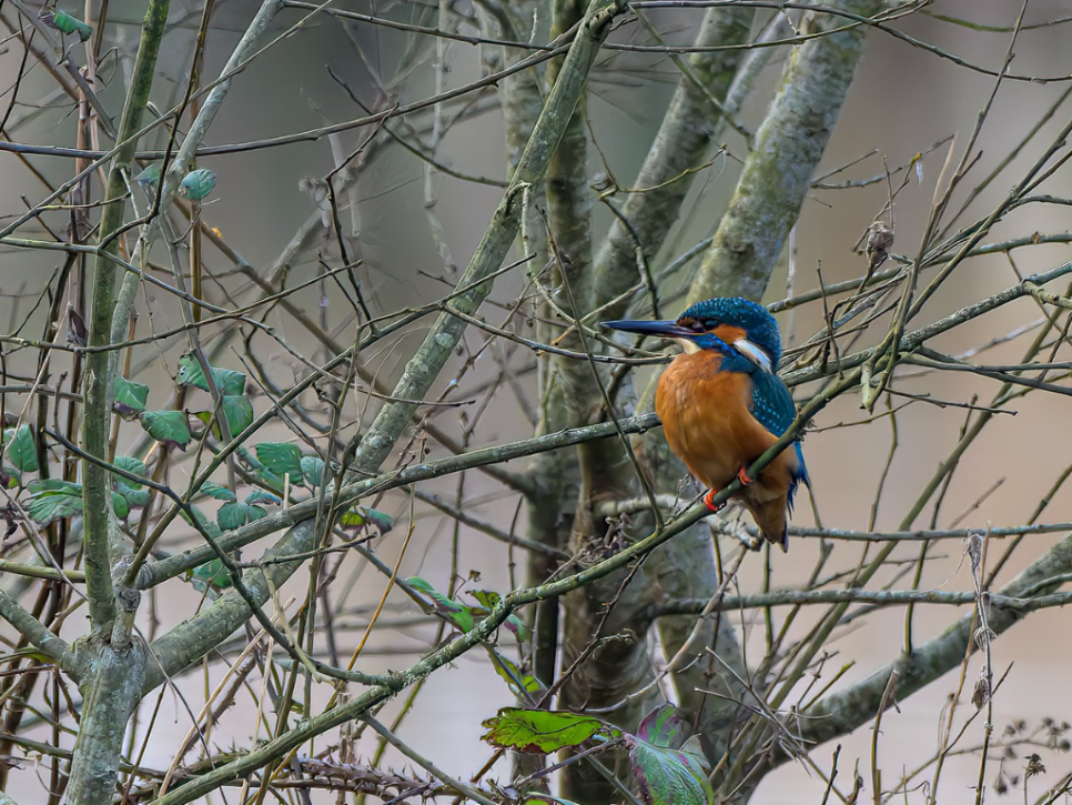 Kingfisher, Marsh Harrier, Peregrine, and a Spotted Redshank